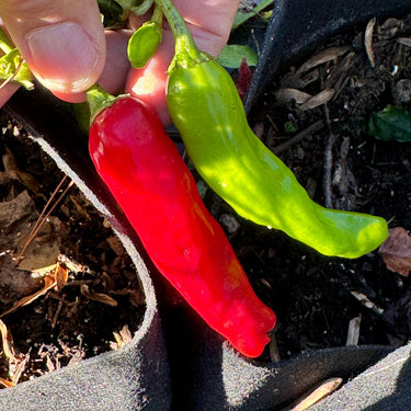 Shishito - Seeds - The Pepper Pantry (Formerly Marie Sharp's)